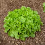 Potagères - Laitue Querido - Graines d'Exception - face recto